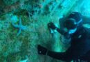 Buceo en las aguas del Golfo San Matías: una experiencia única