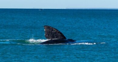 Cómo es “El Doradillo”, la playa a pocos km de Puerto Madryn para ver  ballenas sin costo