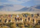 Coordinan la participación de turistas en el Chaku de la localidad de Laguna Blanca