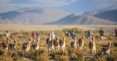 Coordinan la participación de turistas en el Chaku de la localidad de Laguna Blanca